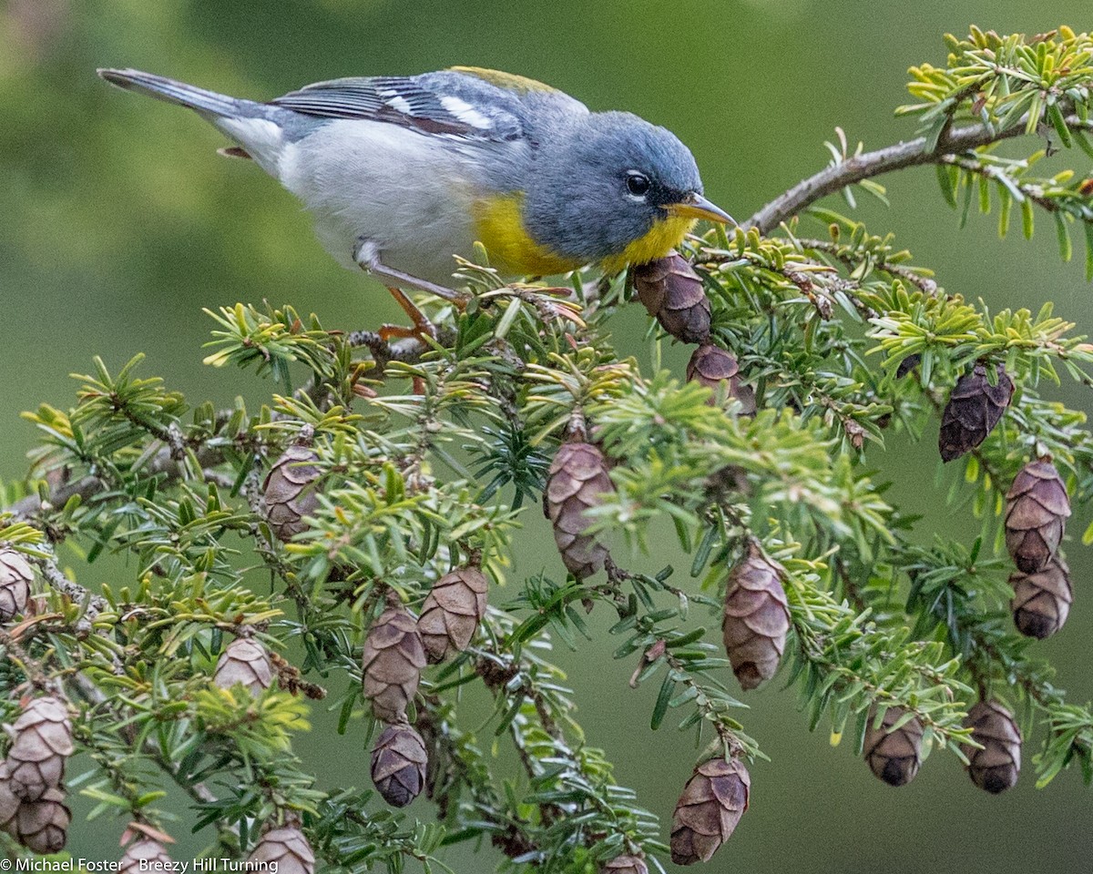 Kuzeyli Parula - ML98125411