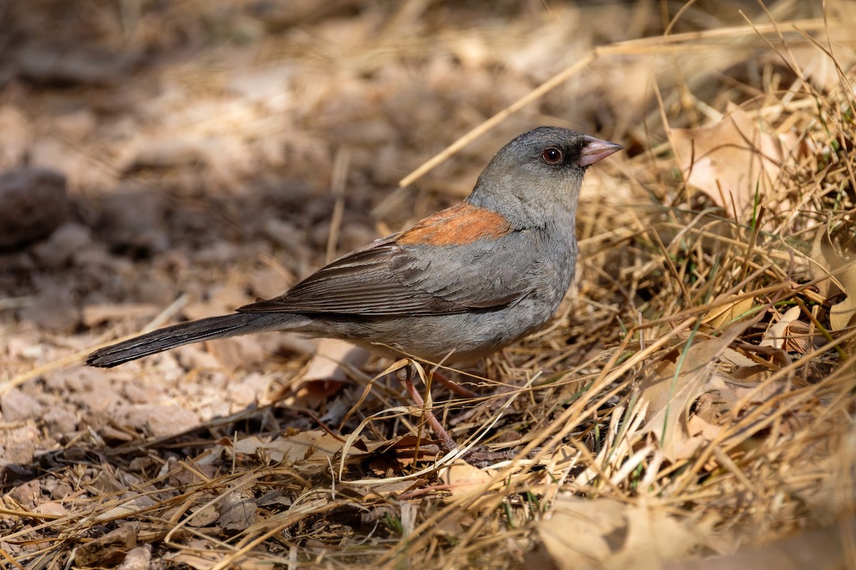 Junco Ojioscuro (caniceps) - ML98125671