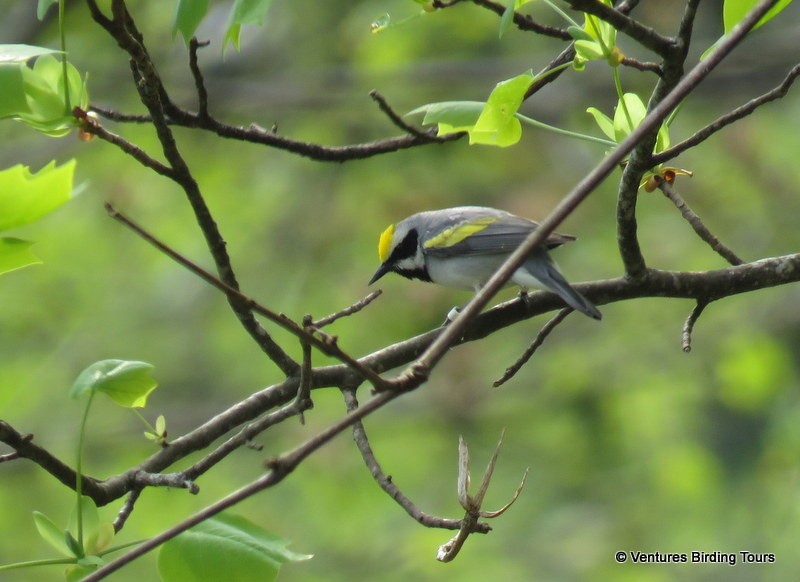 Golden-winged Warbler - ML98125911