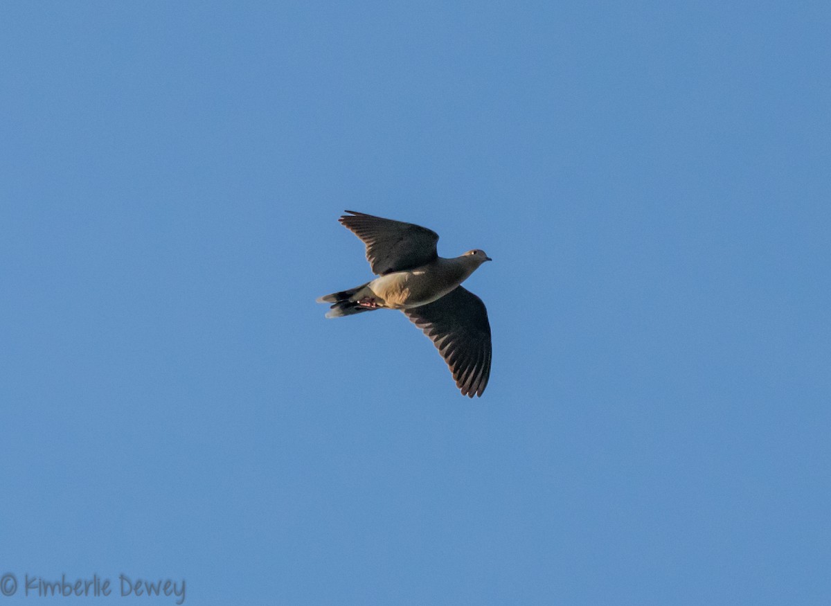 Mourning Dove - ML98126171