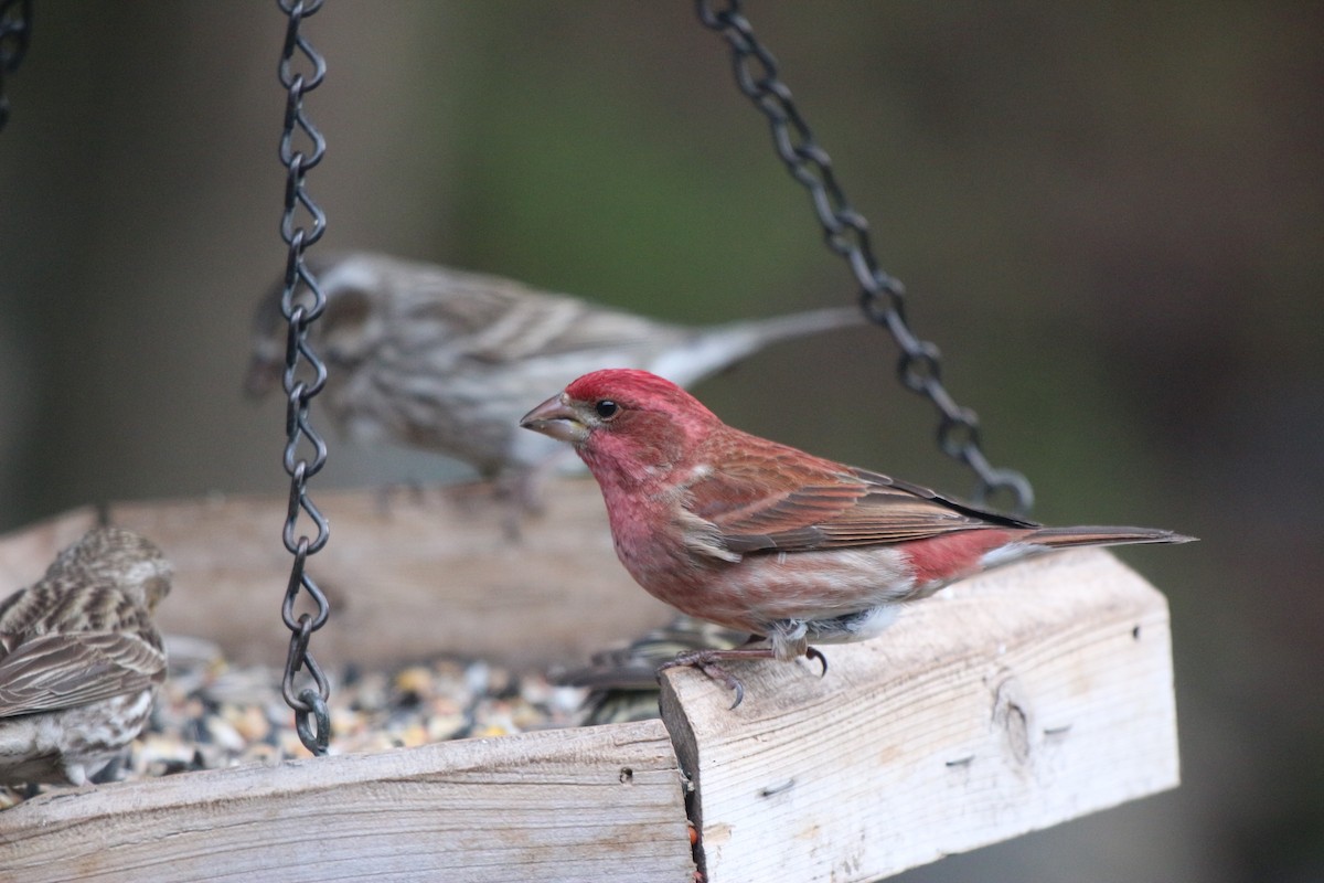 Camachuelo Purpúreo (californicus) - ML98127741