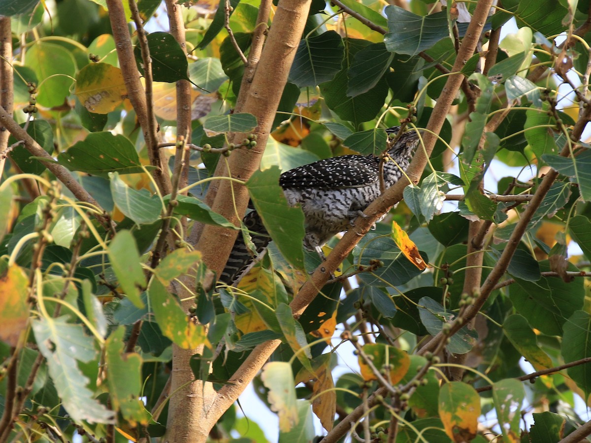 Asian Koel - ML98129111