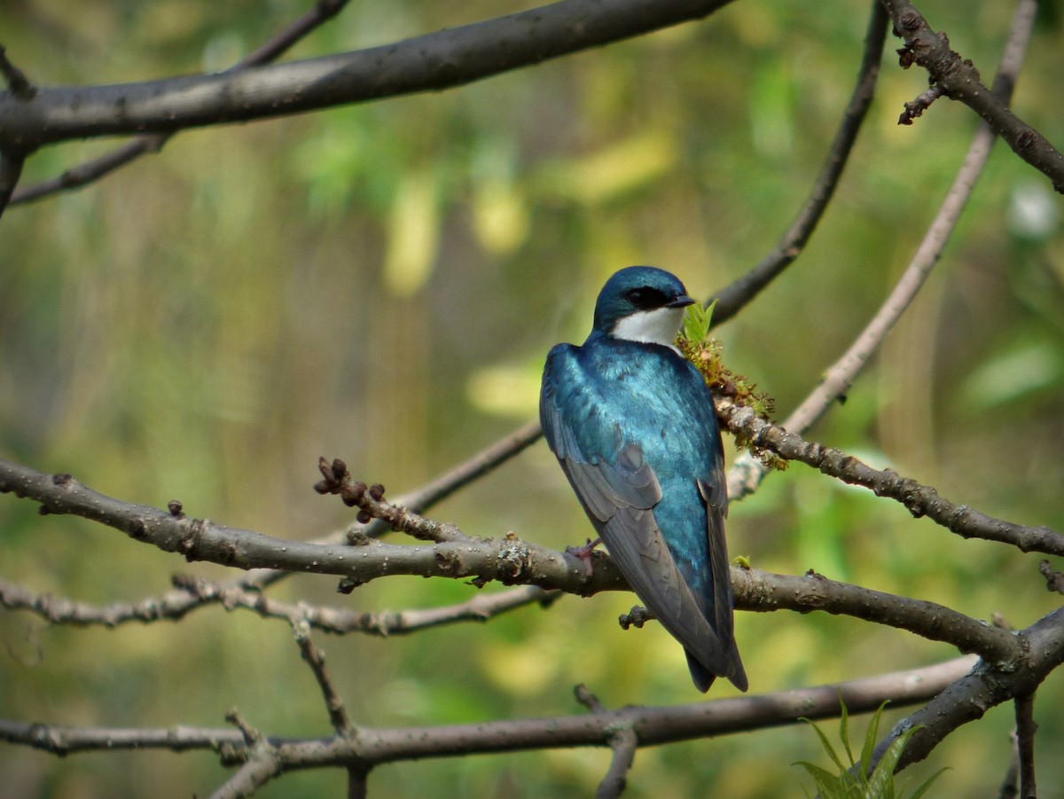 Tree Swallow - ML98129721