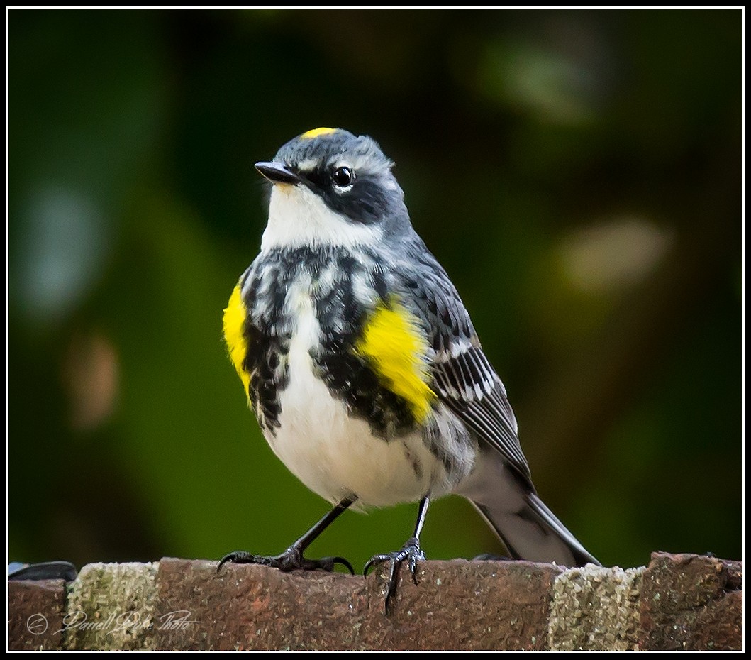 Yellow-rumped Warbler - ML98130461