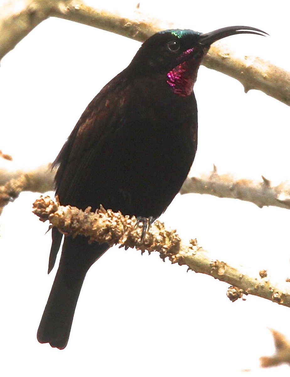 Amethyst Sunbird - ML98132801