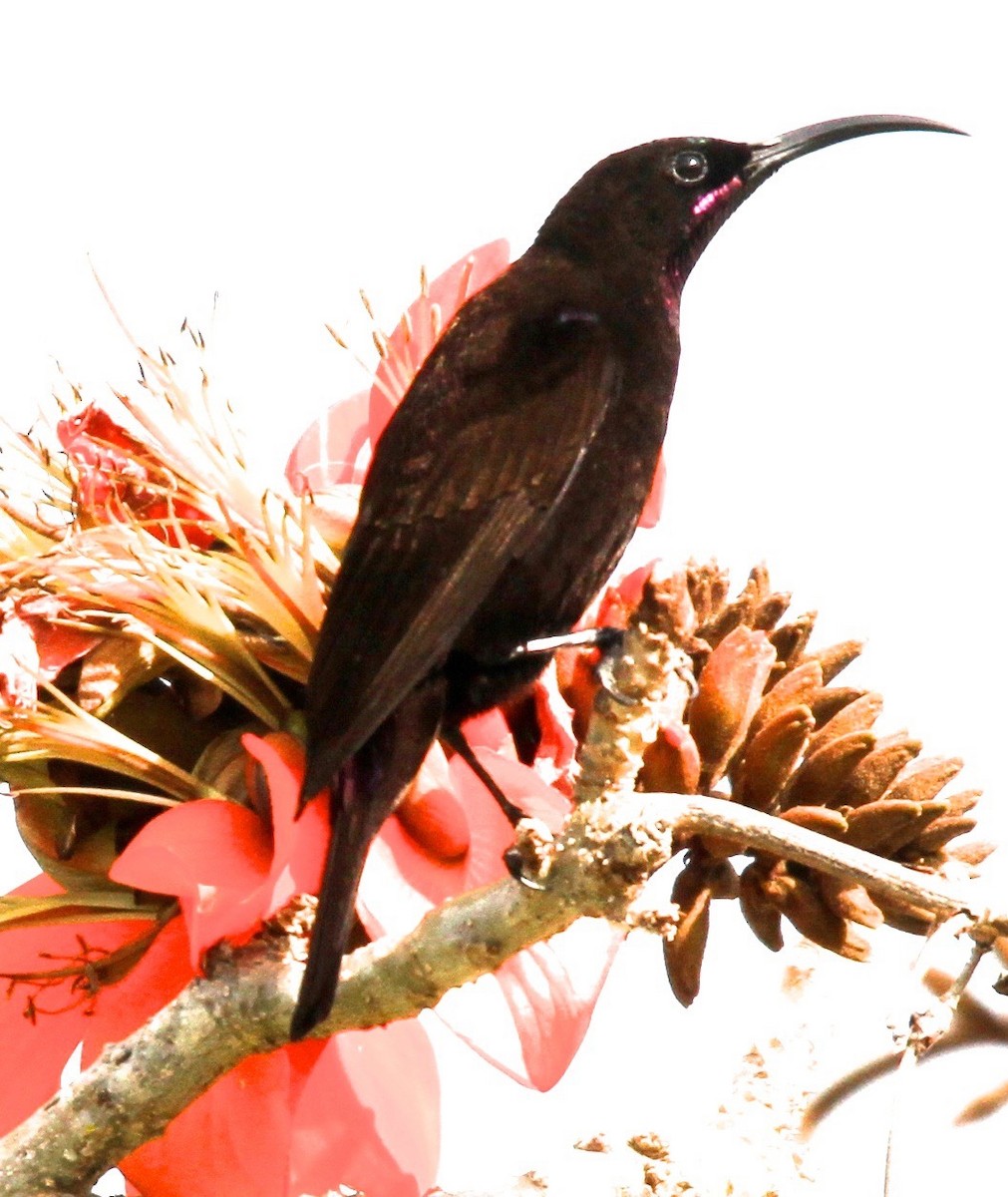 Amethyst Sunbird - ML98132871