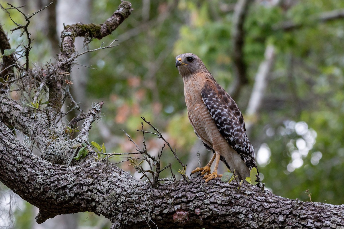 Rotschulterbussard - ML98134351
