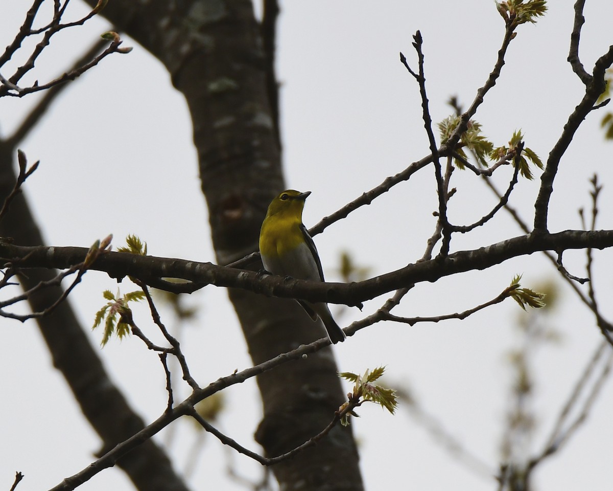 Yellow-throated Vireo - ML98134371