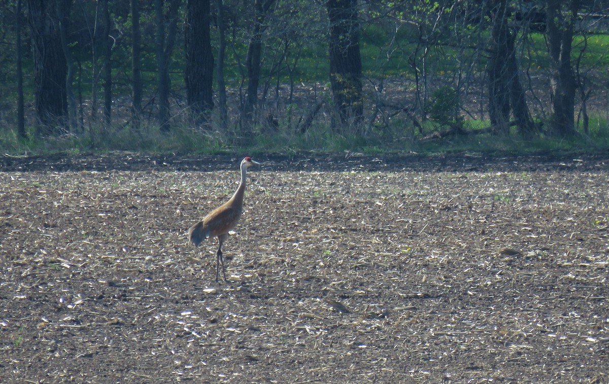 Sandhill Crane - ML98136561