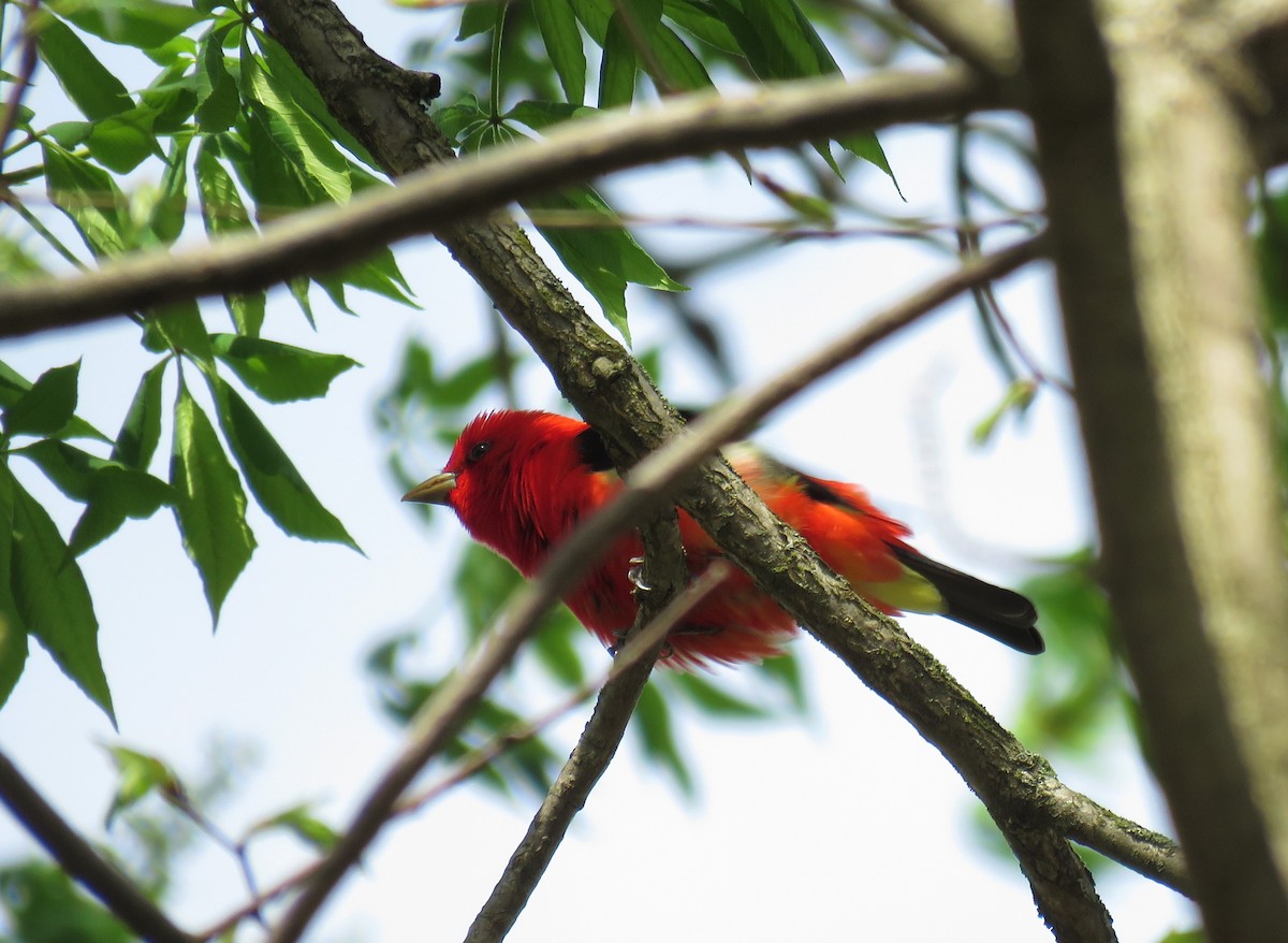 Scarlet Tanager - ML98136621