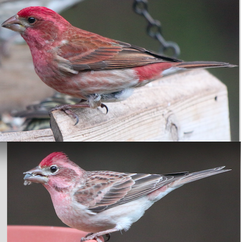 Amerika Çütresi (californicus) - ML98136971