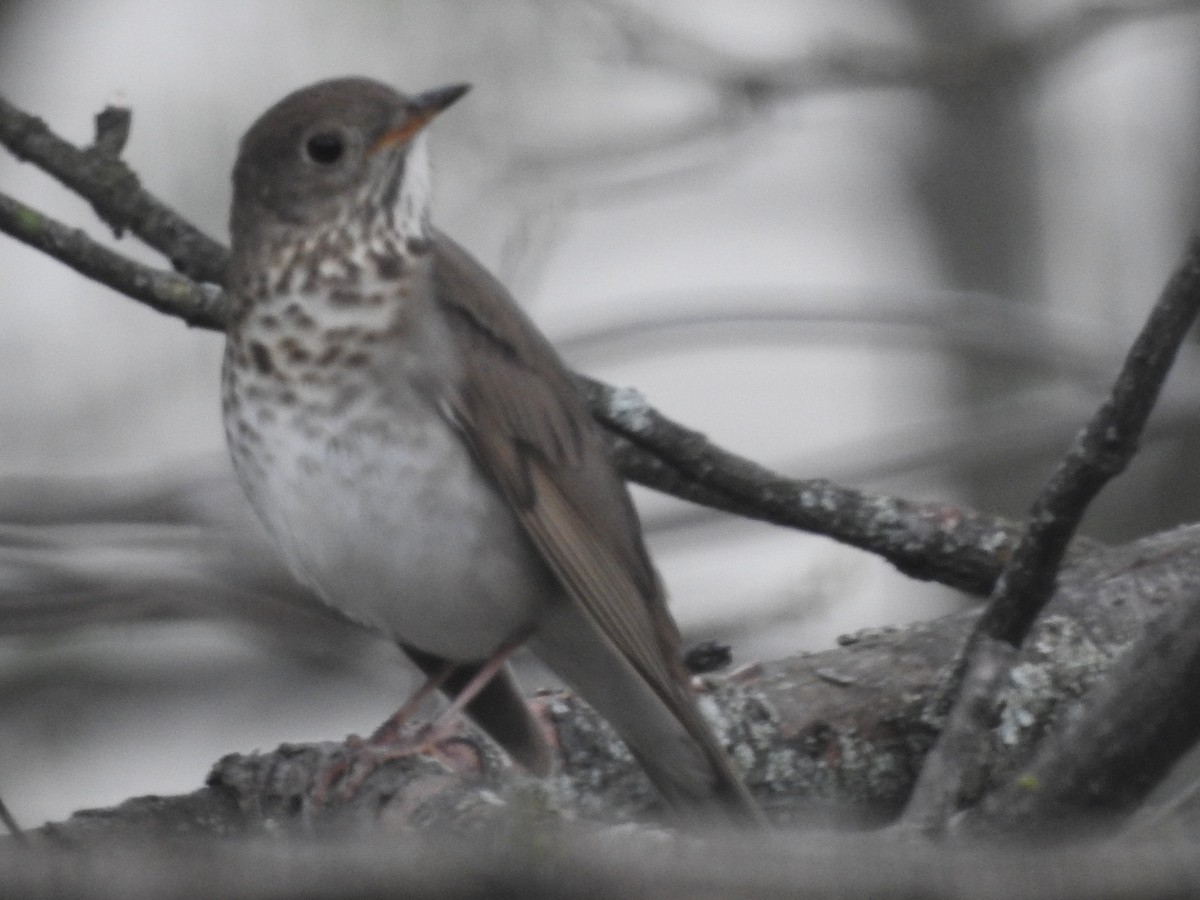 Gray-cheeked Thrush - ML98137181