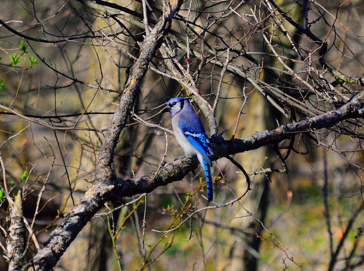 Blue Jay - ML98137821