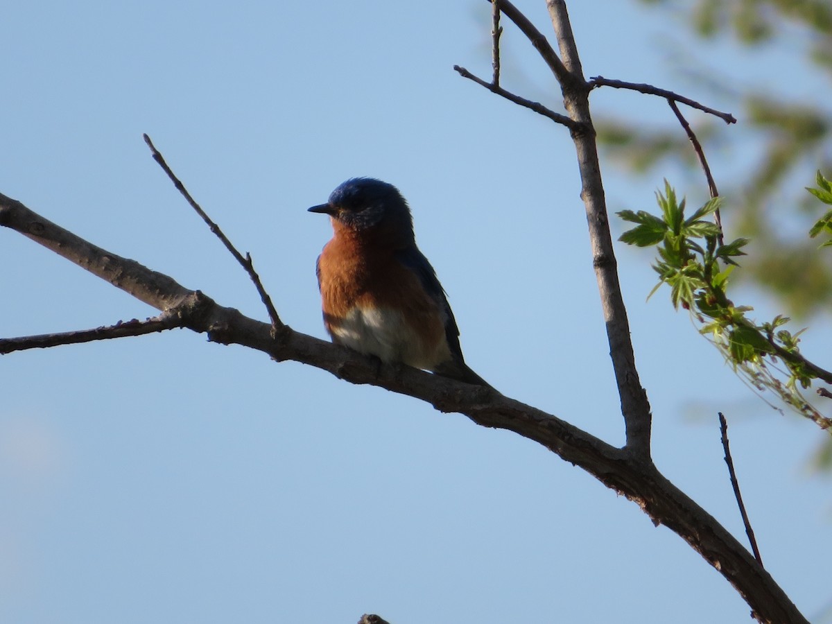 Eastern Bluebird - ML98138421