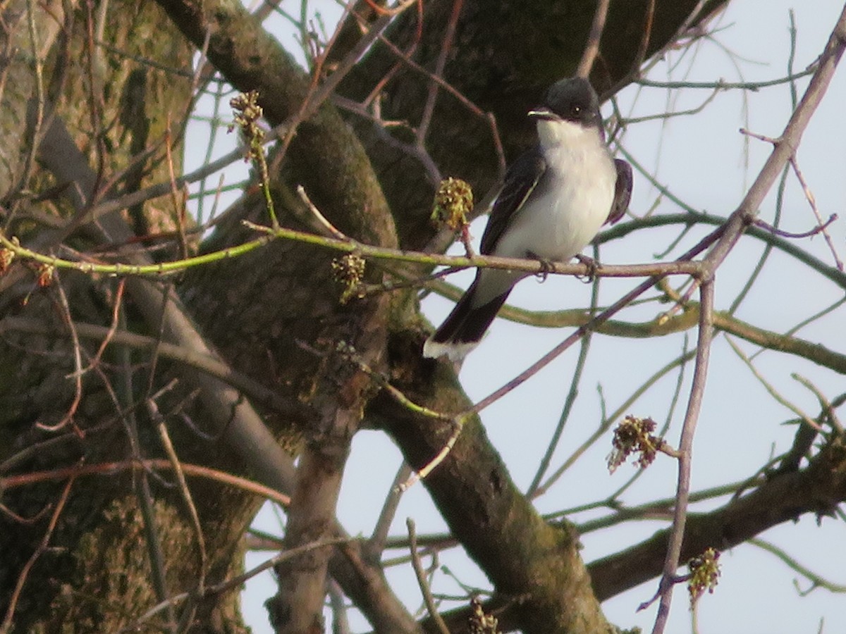 Eastern Kingbird - ML98138541