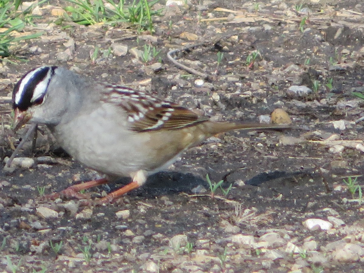 White-crowned Sparrow - ML98139051