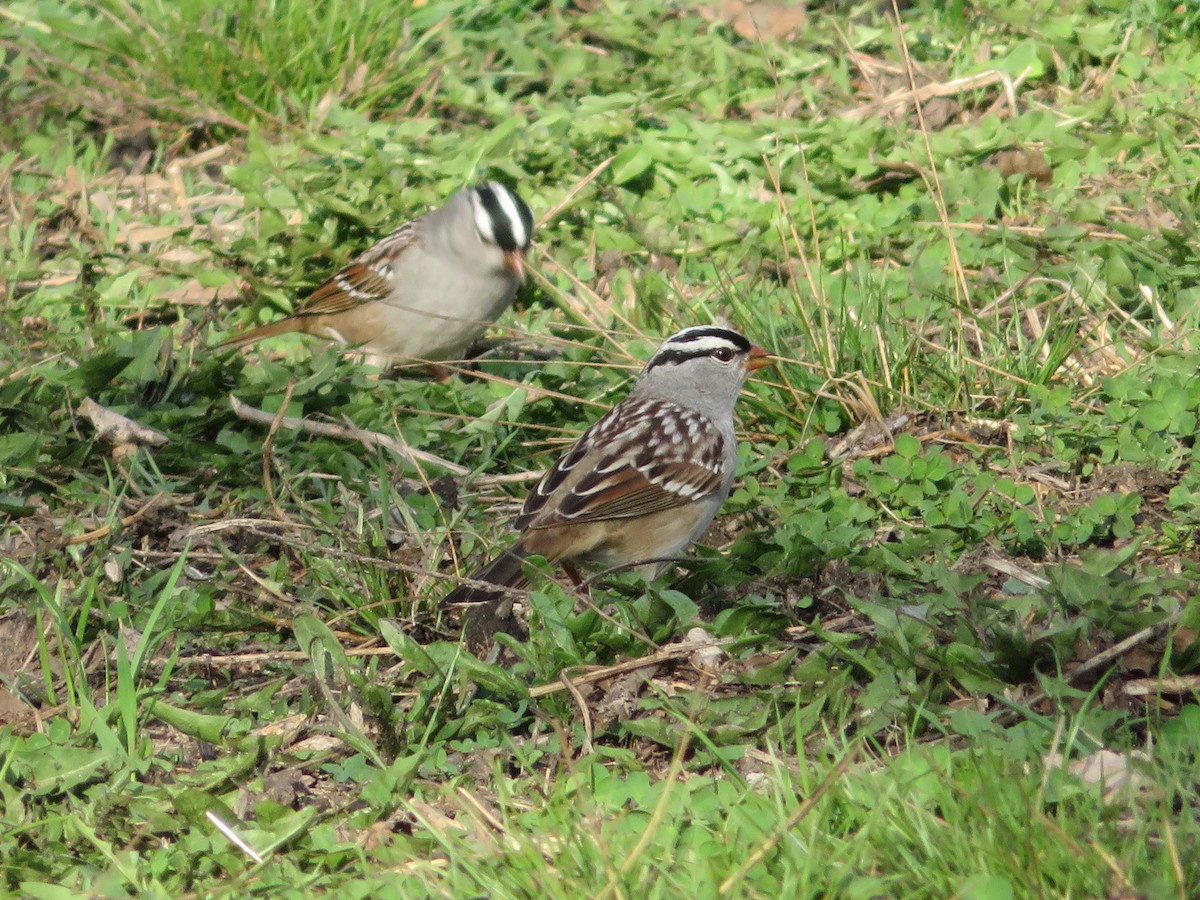 White-crowned Sparrow - ML98139231