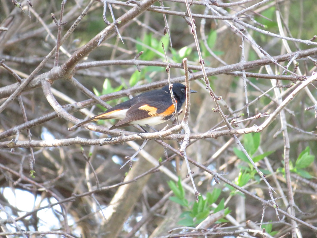 American Redstart - ML98139341