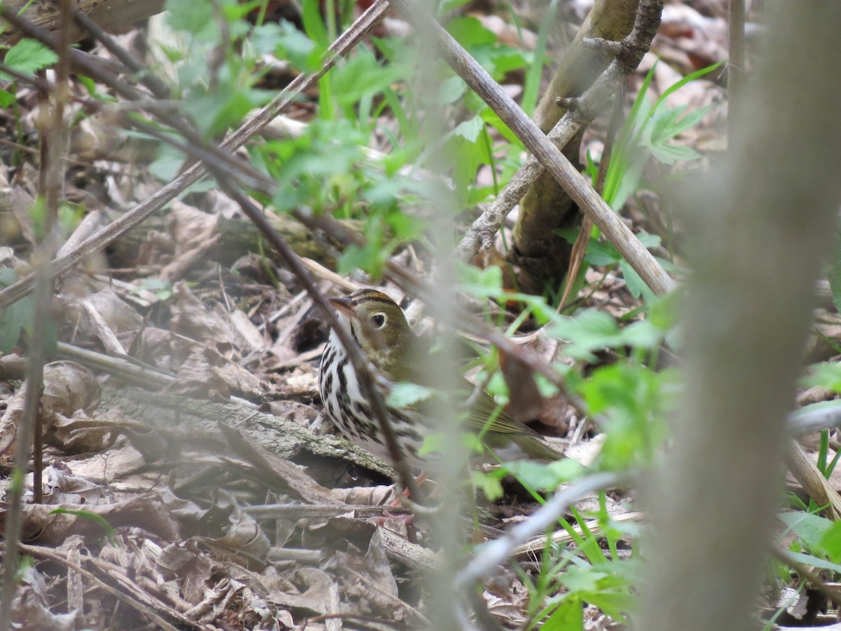 Ovenbird - ML98142801