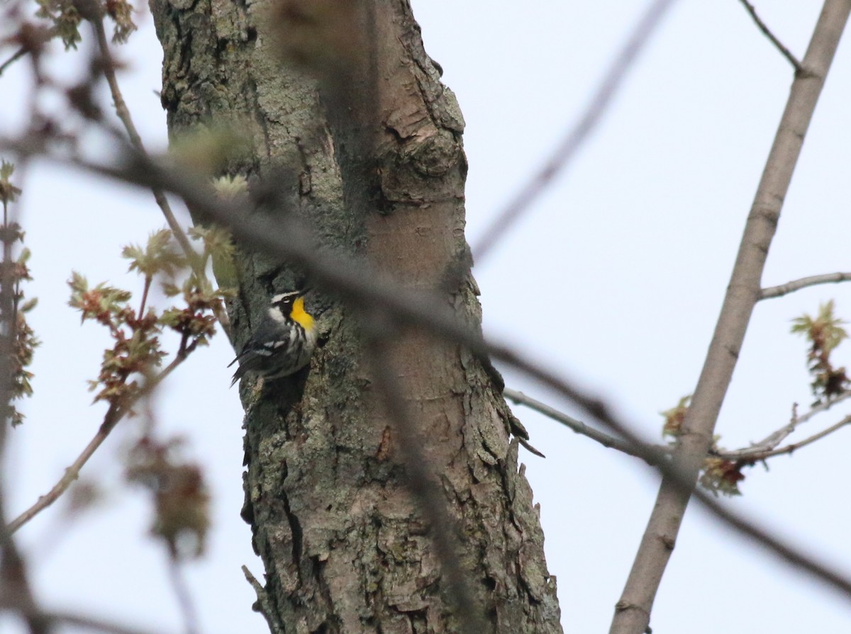 Yellow-throated Warbler - ML98143671