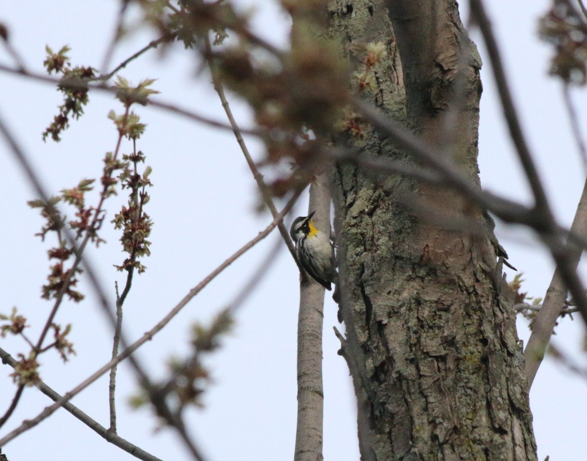 Yellow-throated Warbler - ML98143721