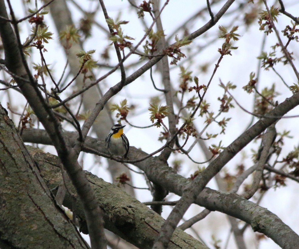 Yellow-throated Warbler - ML98143731