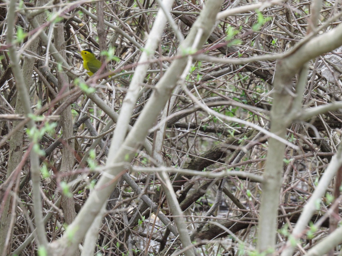 Wilson's Warbler - ML98144031