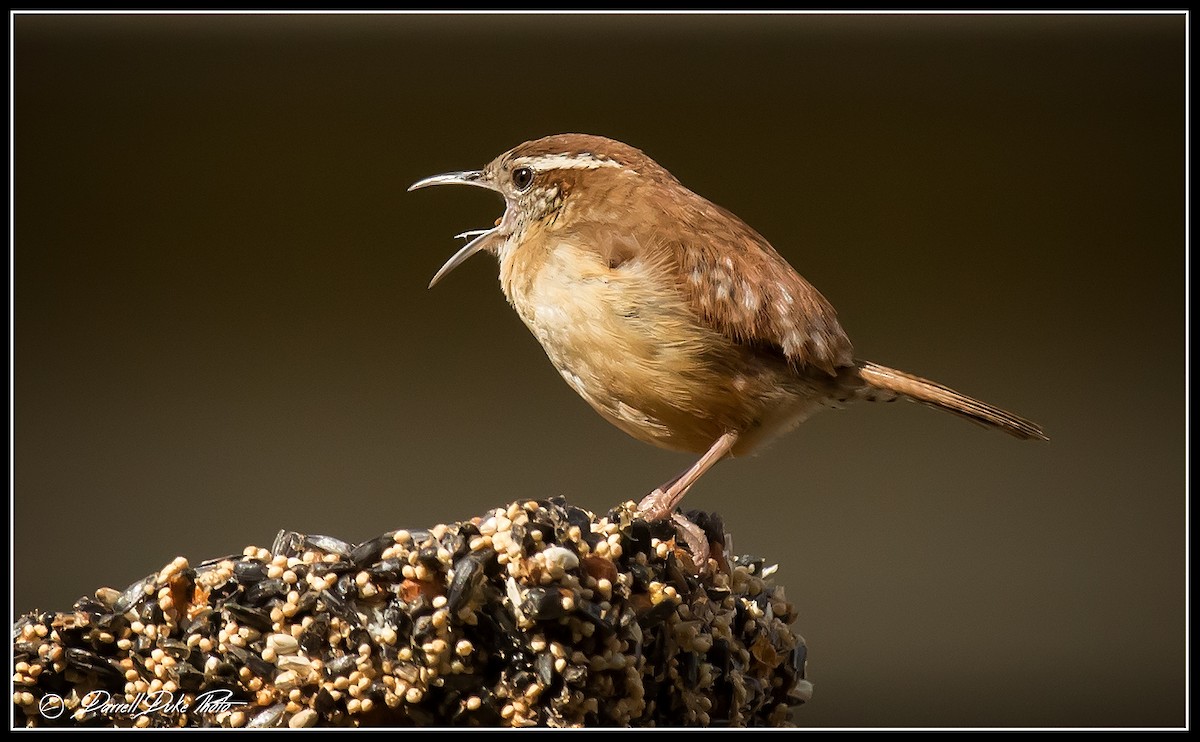 Carolina Wren - ML98144871