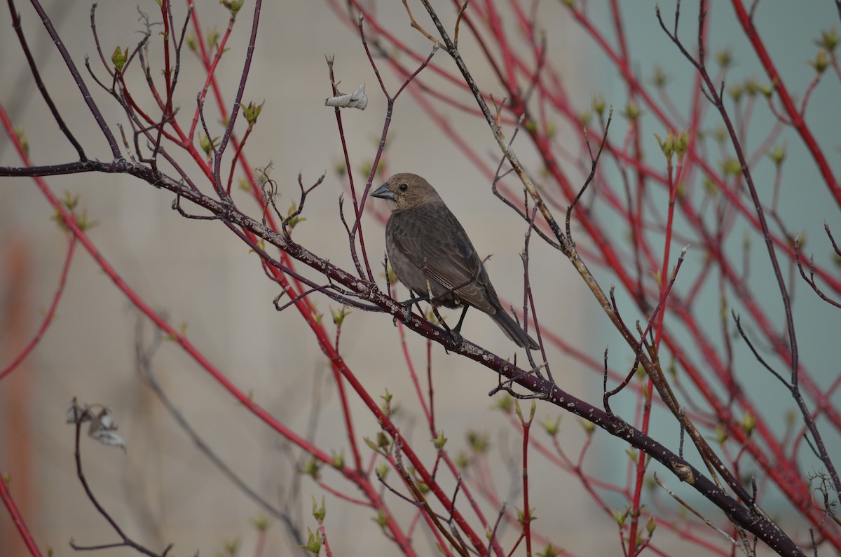 Brown-headed Cowbird - John Bates