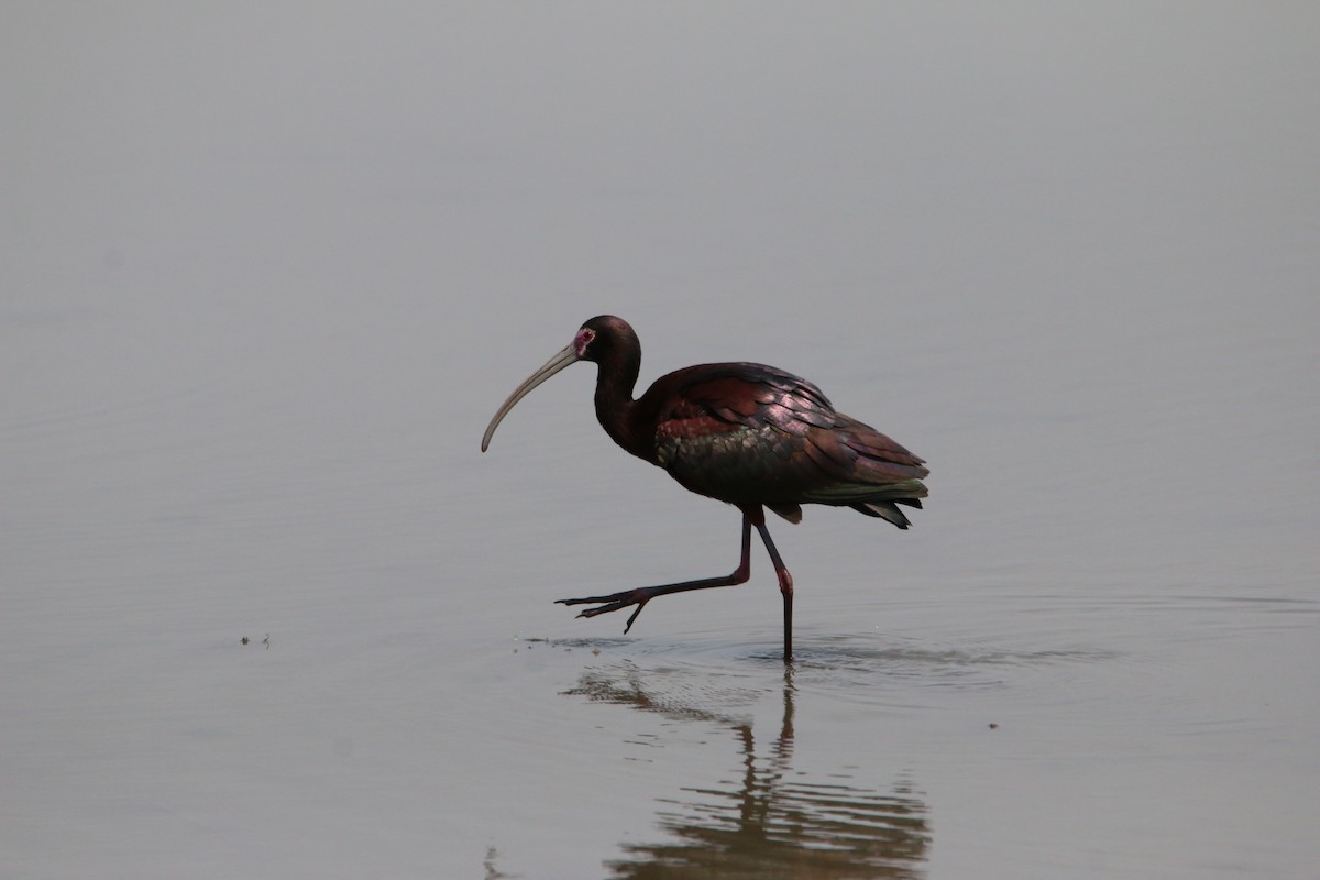 ibis hnědý/americký - ML98145741