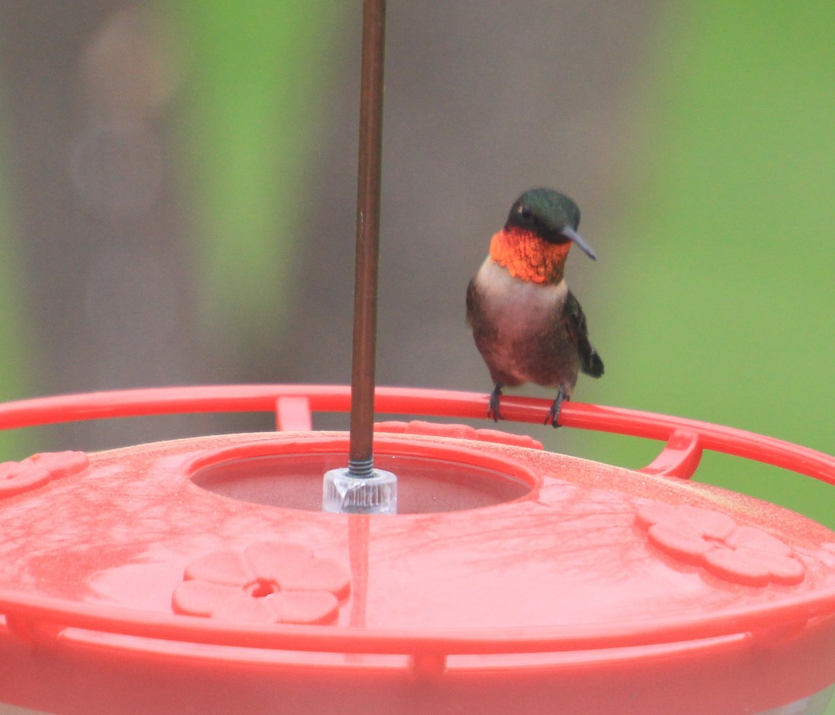 Ruby-throated Hummingbird - ML98145761