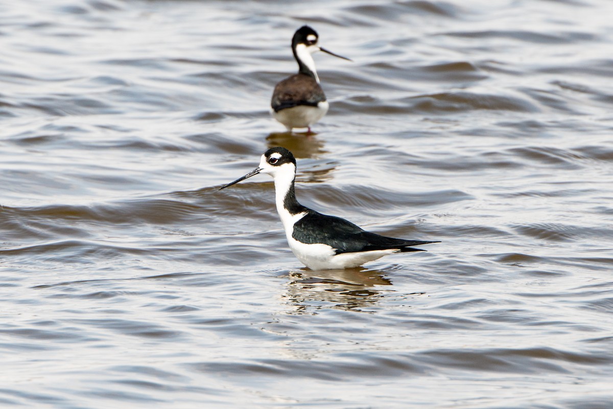 Black-necked Stilt - ML98146401