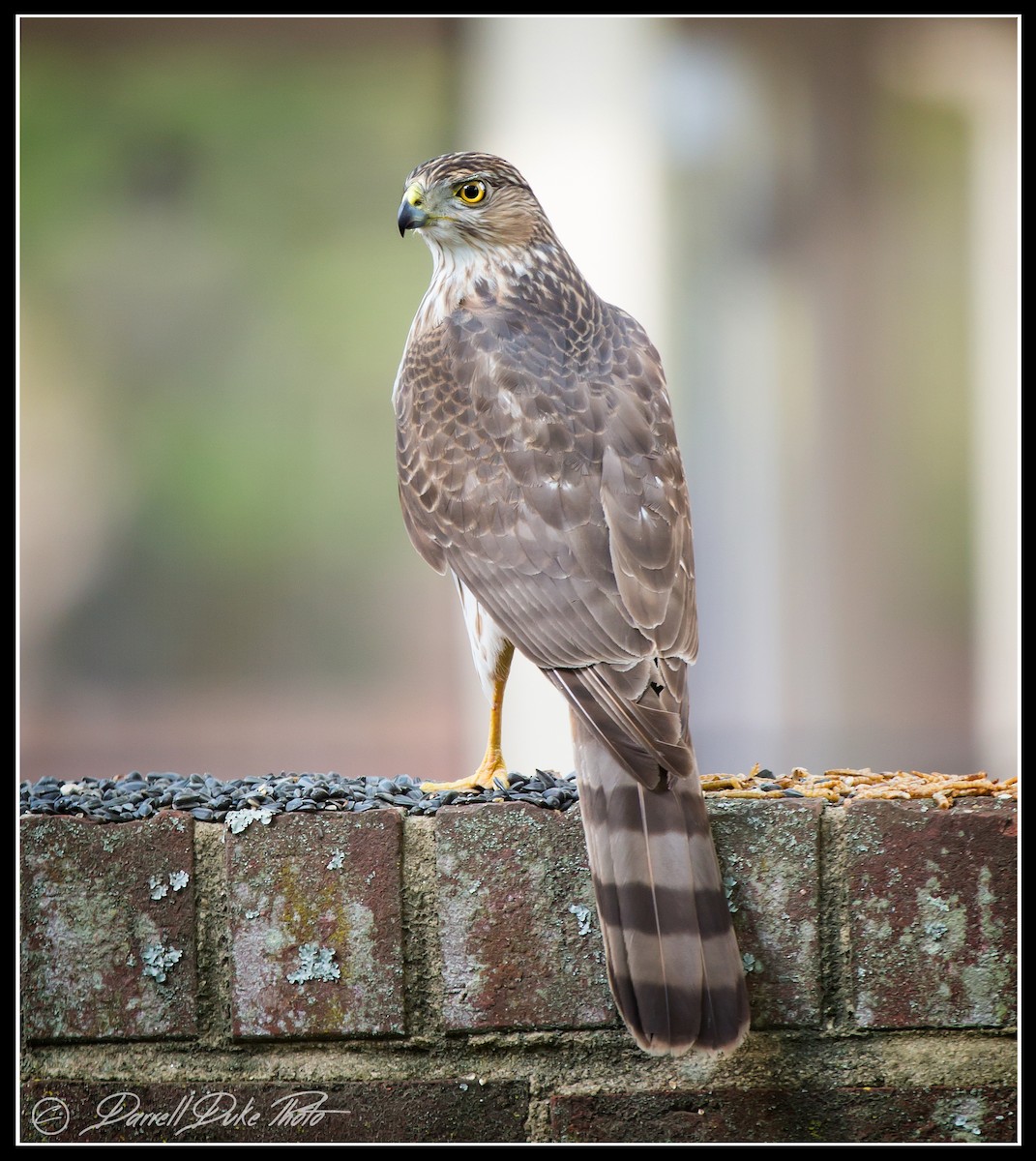 Cooper's Hawk - ML98147471