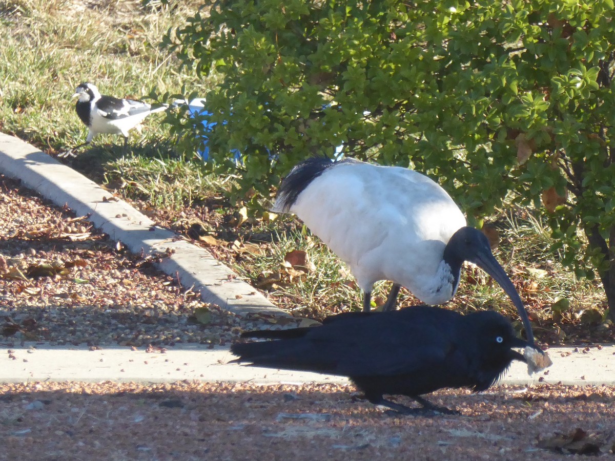 ibis australský - ML98147831