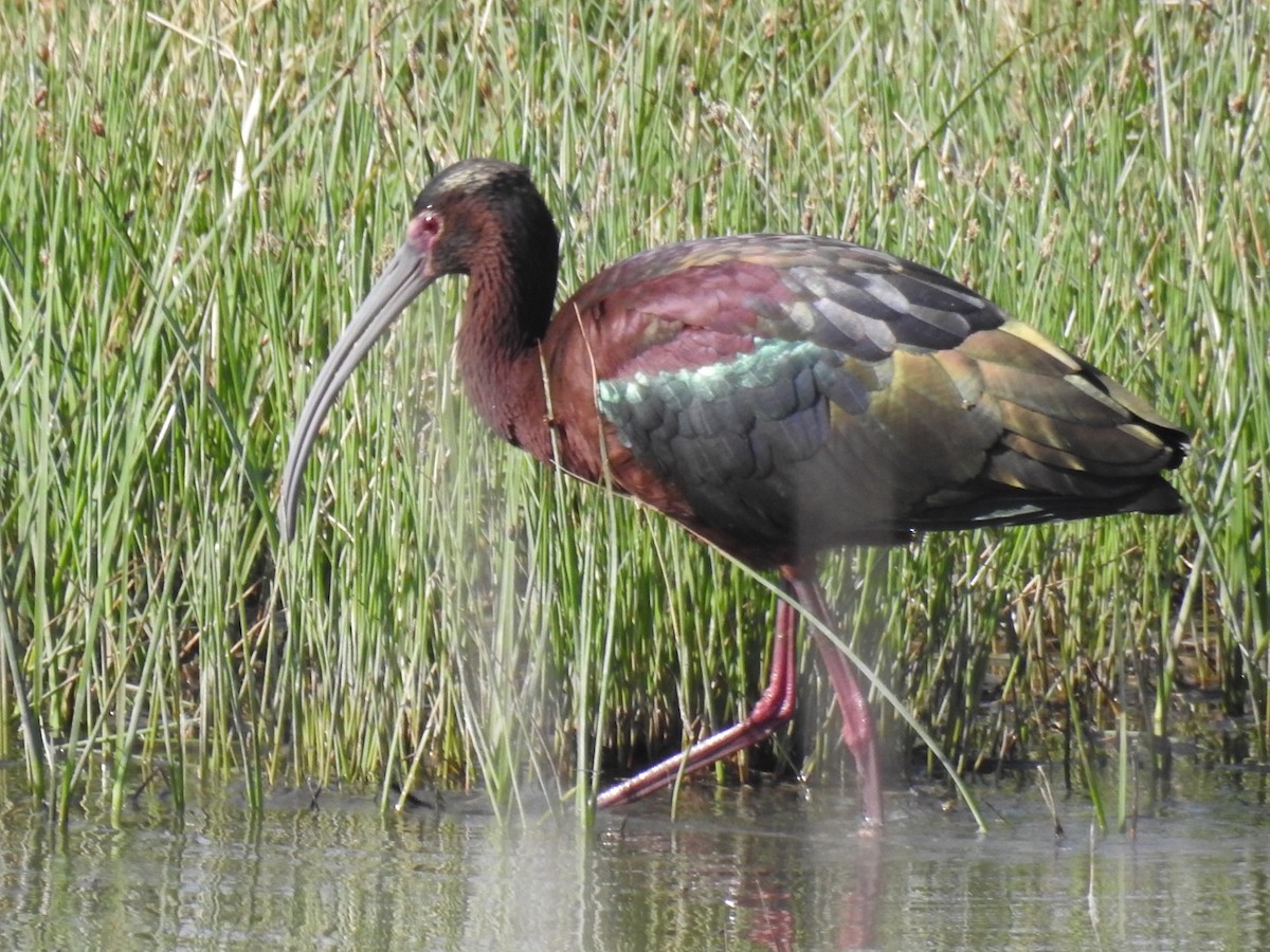 White-faced Ibis - ML98147931