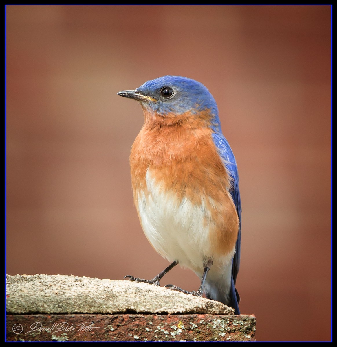 Eastern Bluebird - ML98149061