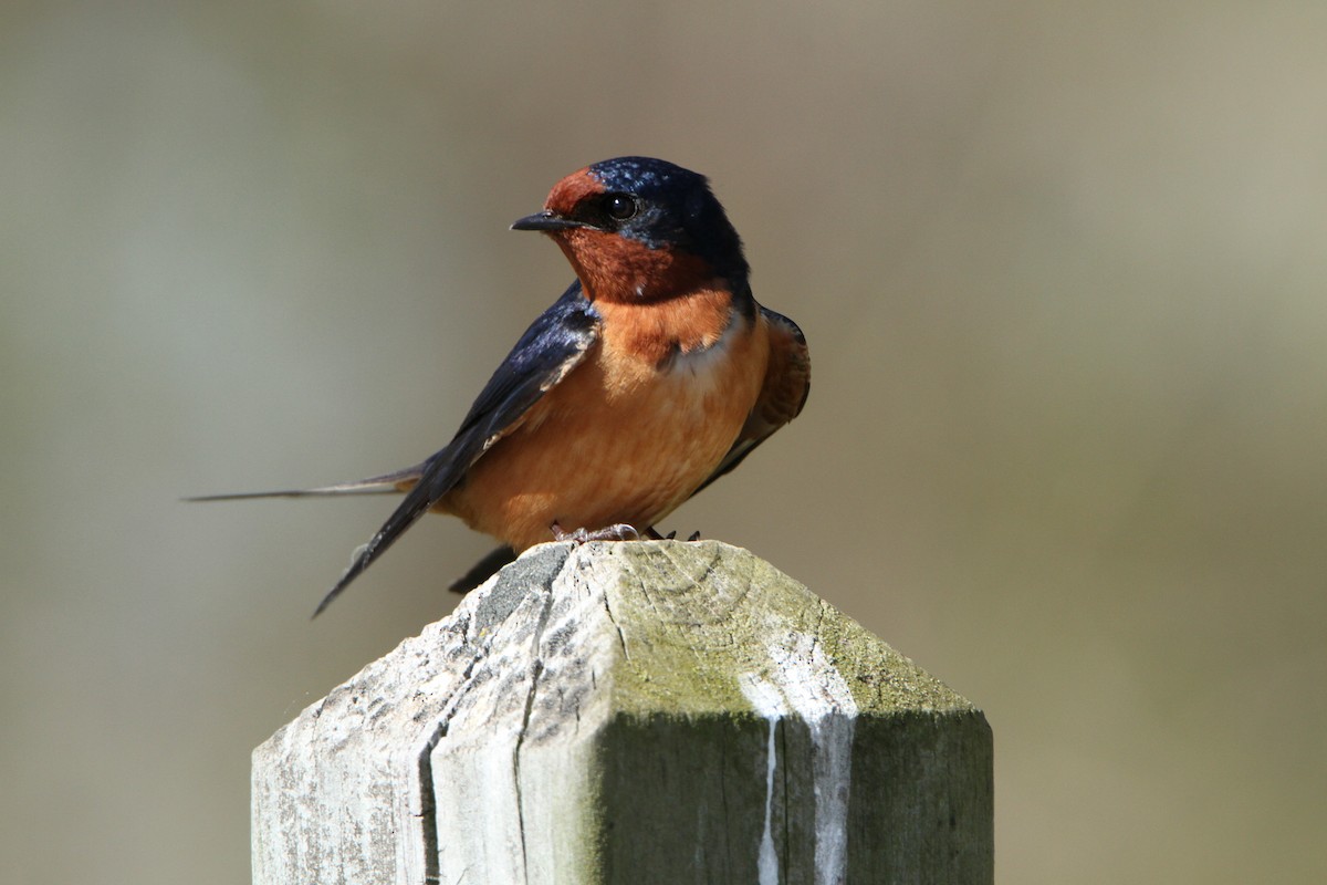 Golondrina Común - ML98149301