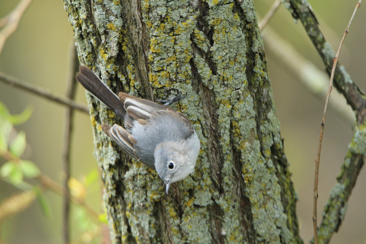 Blue-gray Gnatcatcher - ML98149391