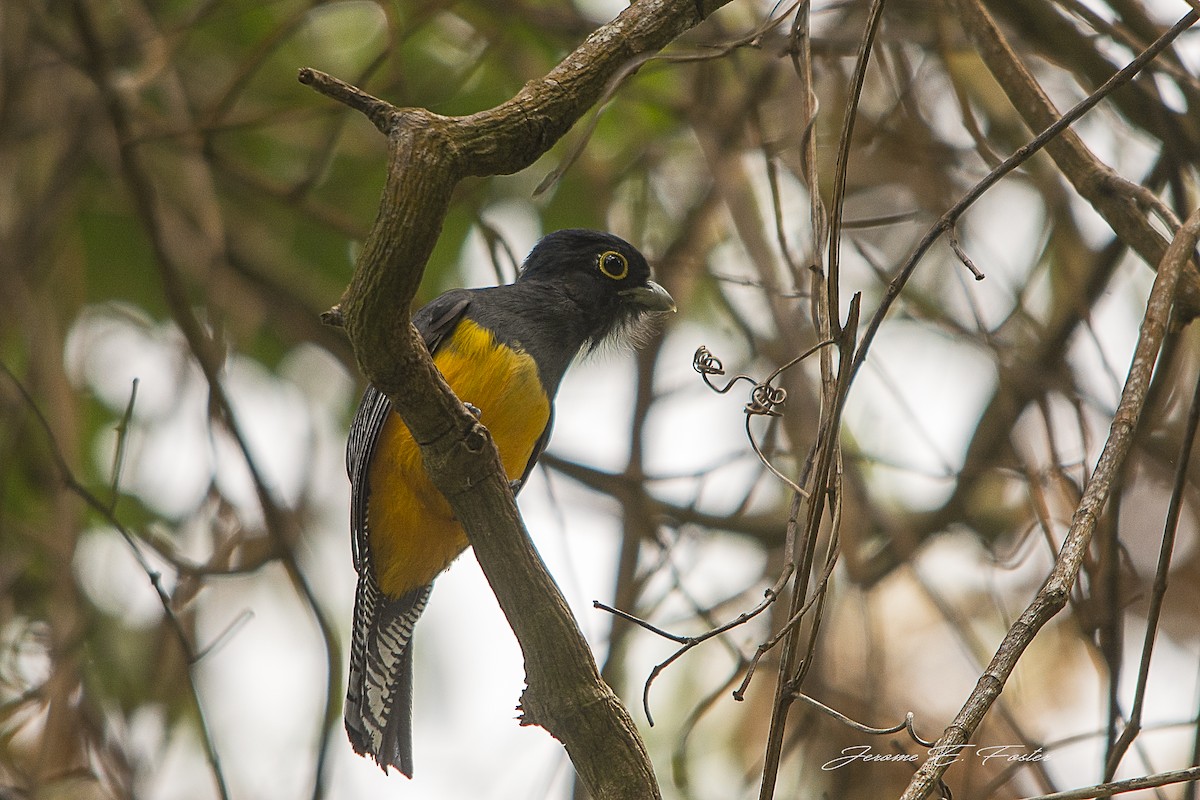 Guianan Trogon - Jerome Foster