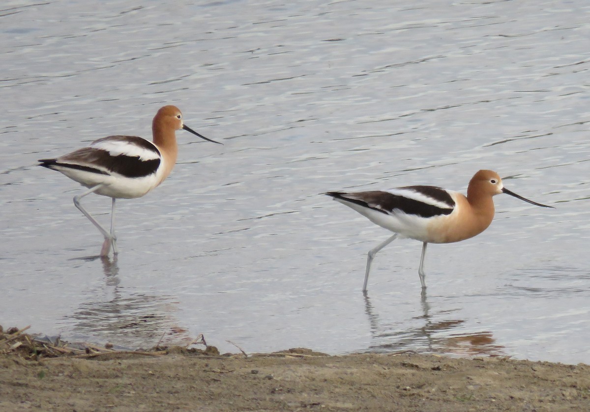 American Avocet - Jan Thom