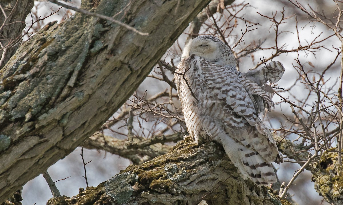 Snowy Owl - ML98150981