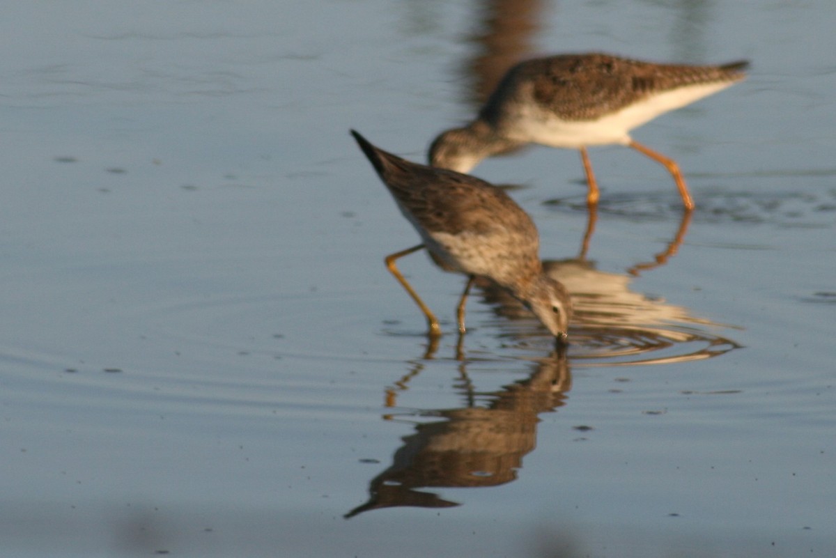 Stilt Sandpiper - Bill Eisele