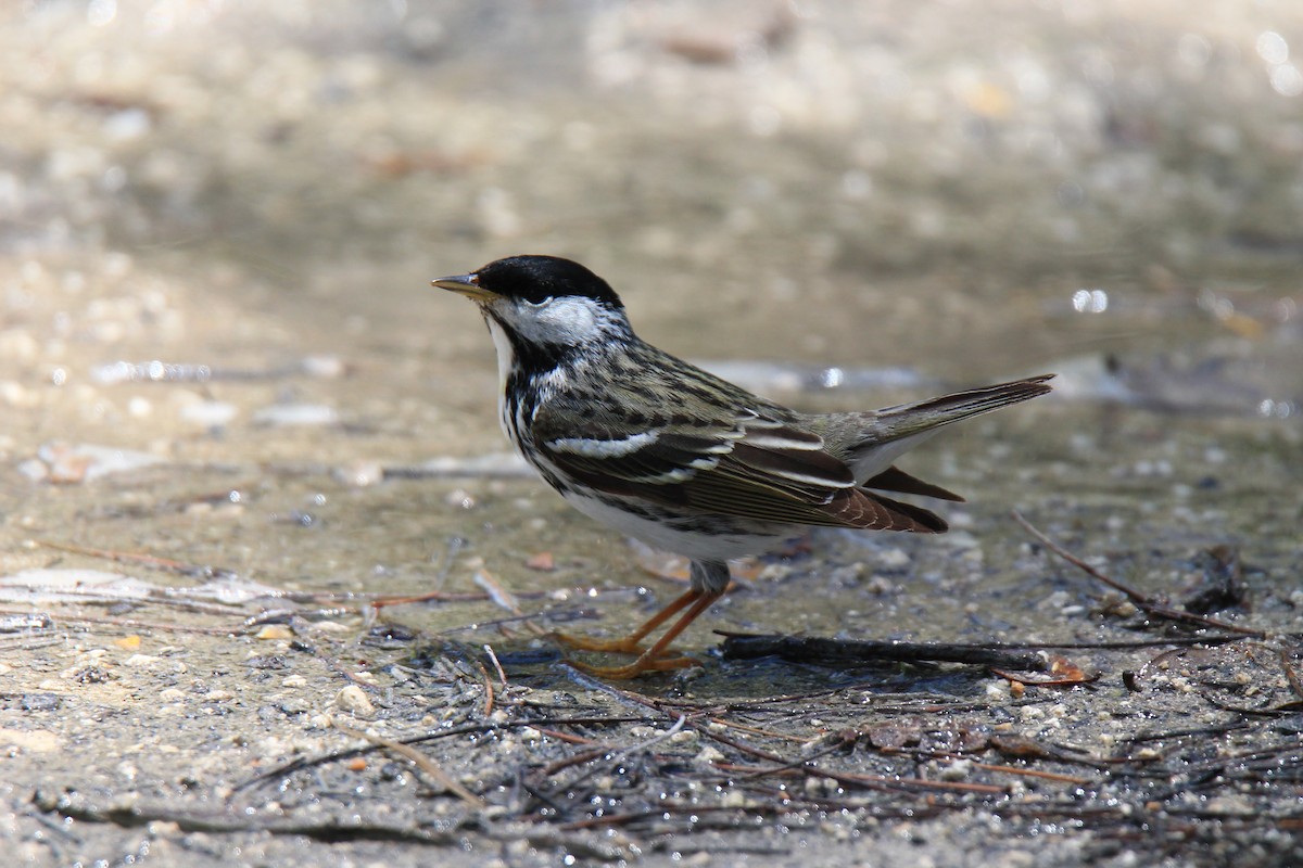 Blackpoll Warbler - Meghin Spencer