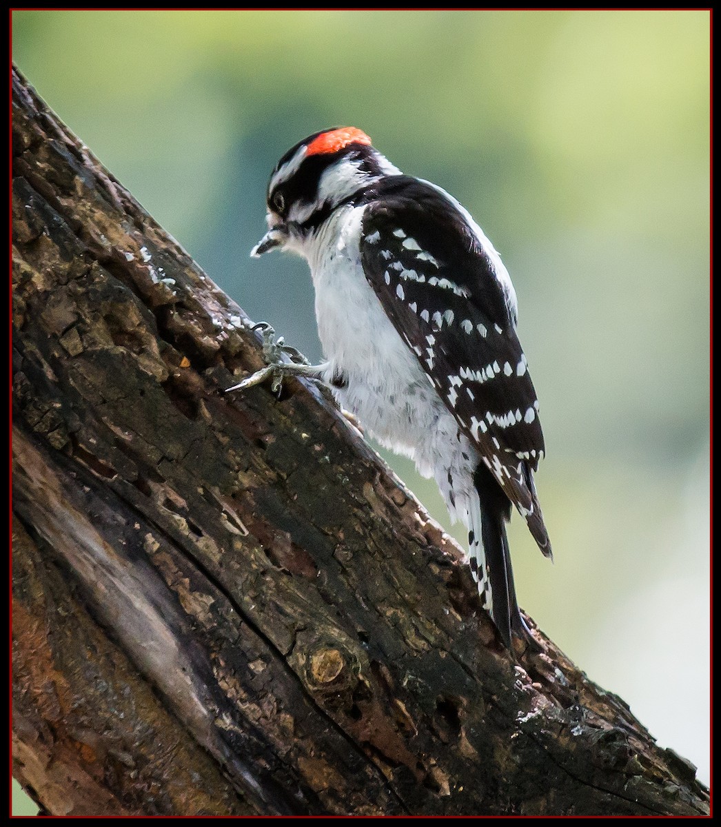 Downy Woodpecker - ML98151941