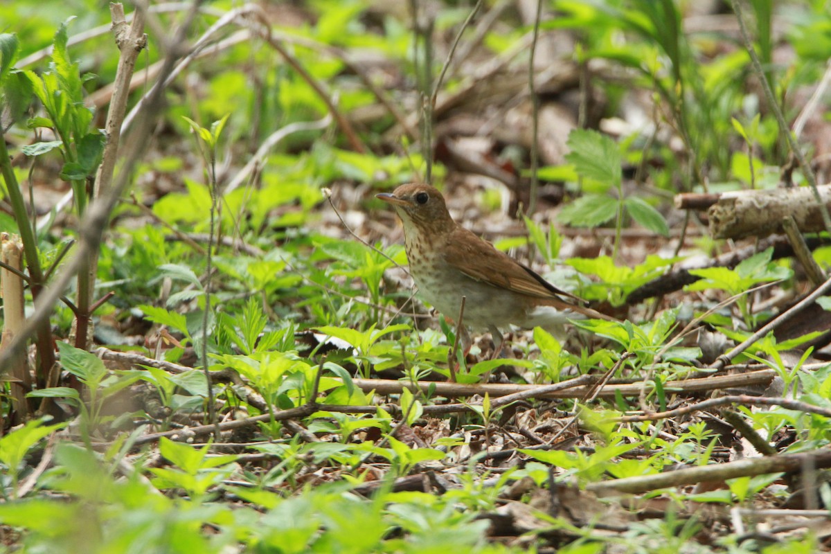 Veery - ML98152181