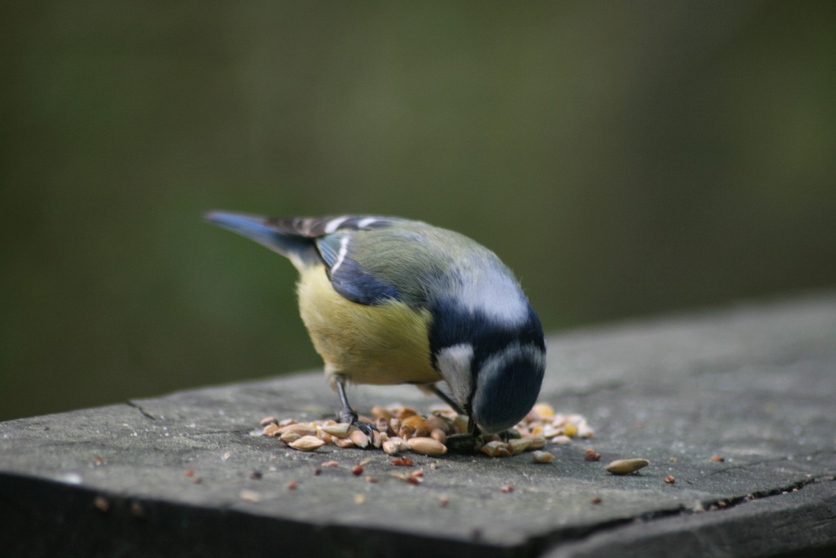 Eurasian Blue Tit - ML98153231