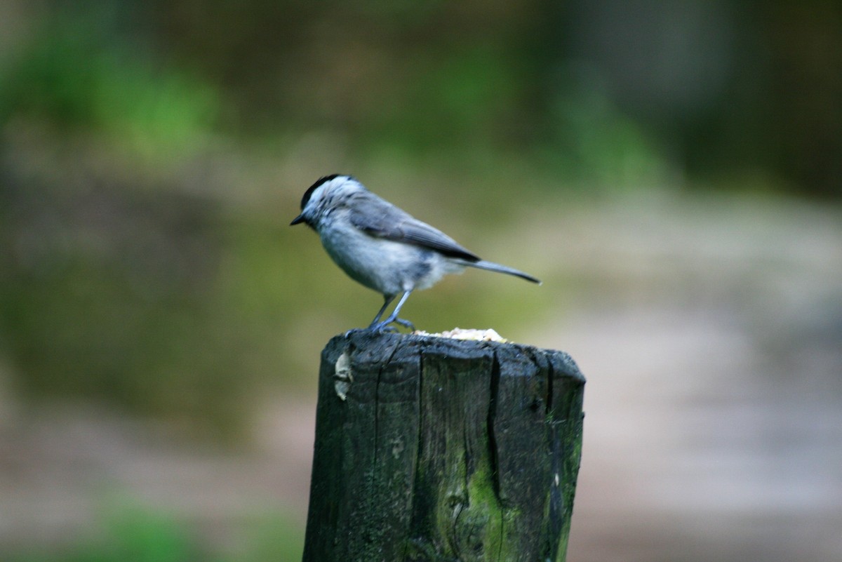 Marsh Tit - ML98153511