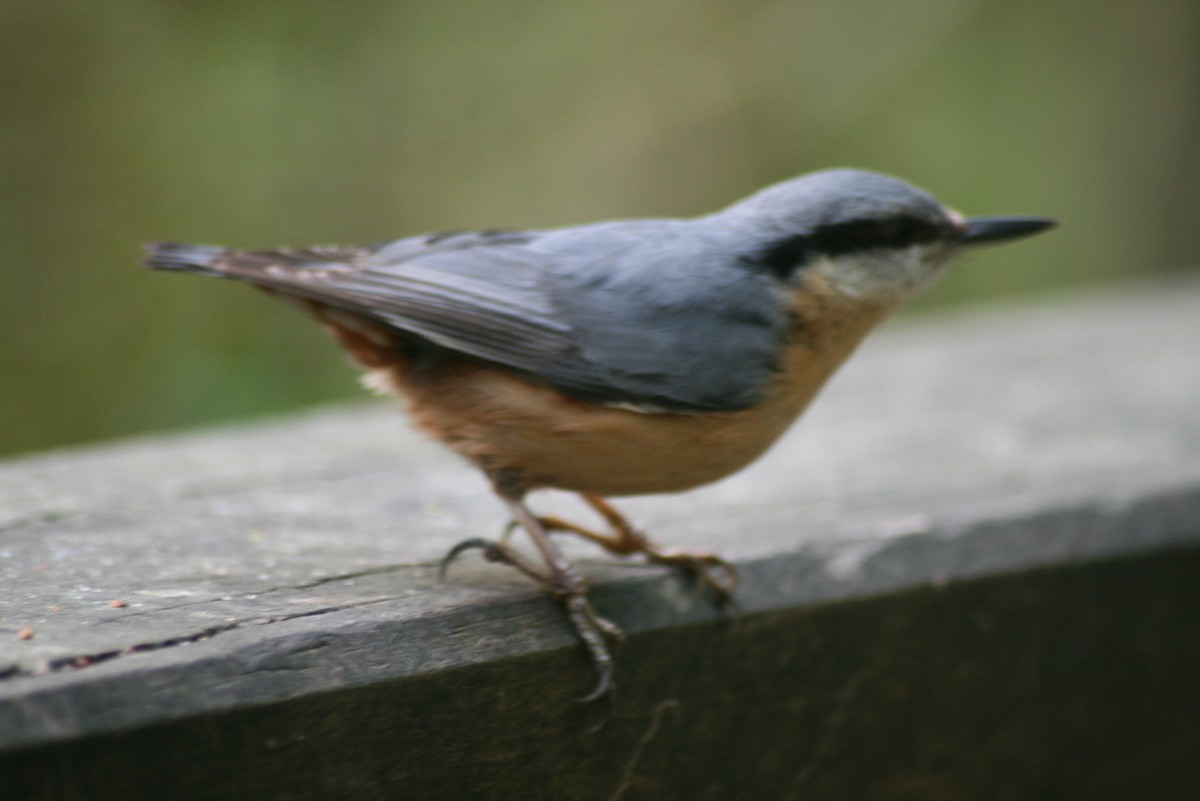 Eurasian Nuthatch (Western) - ML98153551