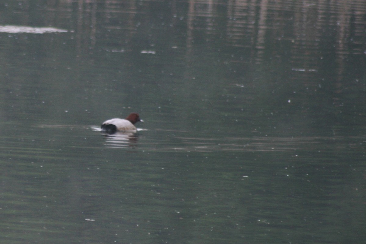 Common Pochard - Bill Eisele