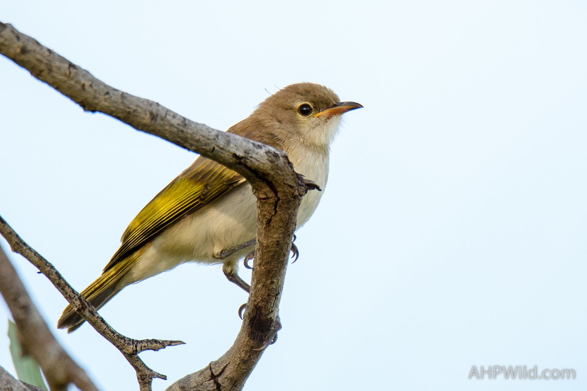 Rufous-banded Honeyeater - ML98154771